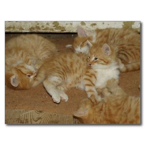 Four Red Tabbies Postcard Zazzle Orange Tabby Cats Tabby Orange Tabby