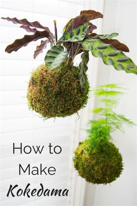 How To Make A Hanging Moss Ball Planter Kokedama Plants Hanging