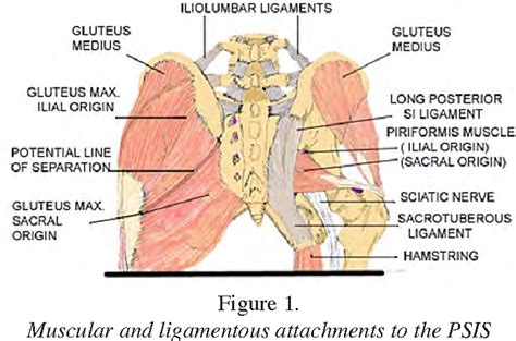 Anterior Superior Iliac Spine Muscles