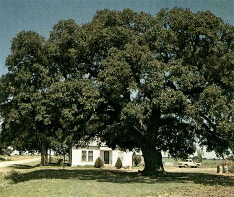 The Famous Trees In Texas That You Can Visit This Summer