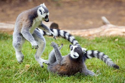 Lemur Fight Mark Freer Flickr
