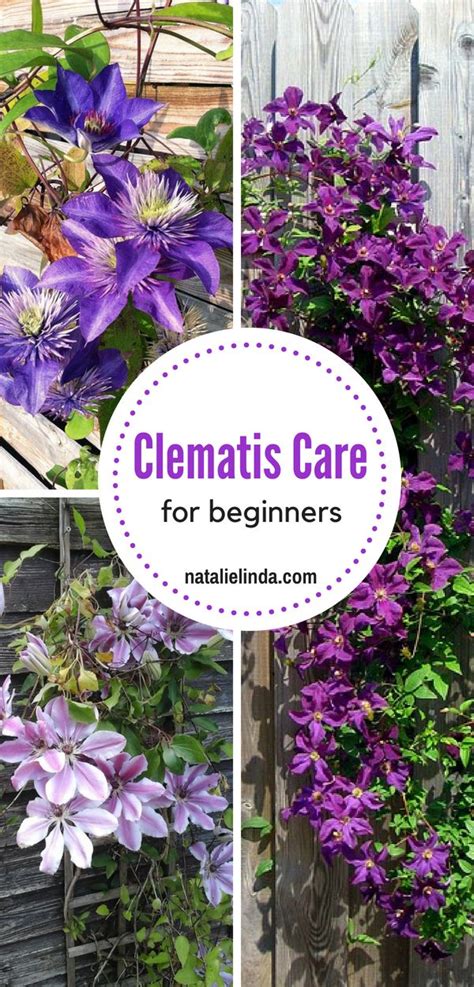 How To Grow Clematis Vine Natalie Linda Clematis