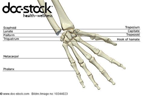 An Anterior View Of The Bones Of The Right Hand Royalty Free Image