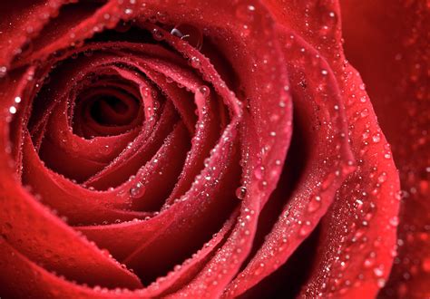 Closeup Of A Red Rose By Ranplett