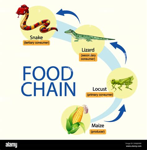 Science Food Chain Diagram Stock Vector Image And Art Alamy