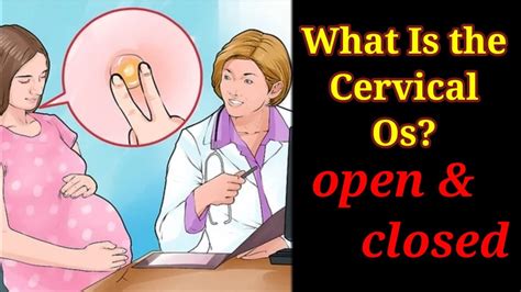 What Is The Cervical Os Open Closed Internal Cervix Dilation