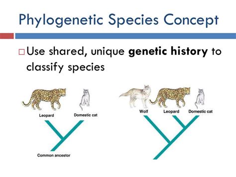 Ppt Species And Speciation Powerpoint Presentation Free Download