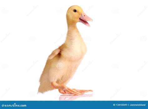 One Young Yellow Duckling Stock Image Image Of Isolated 13410349