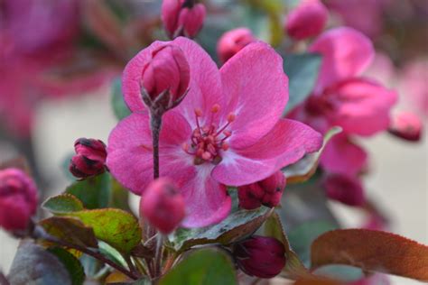 Cardinal Crabapple Tree Pink Bloom Green Thumb Advice