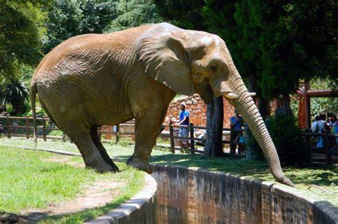 Johannesburg Zoo Joburg Zoo In Randburg Jozikids