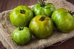 Kann man Tomaten grün ernten und nachreifen lassen!? - Gartenlexikon.de