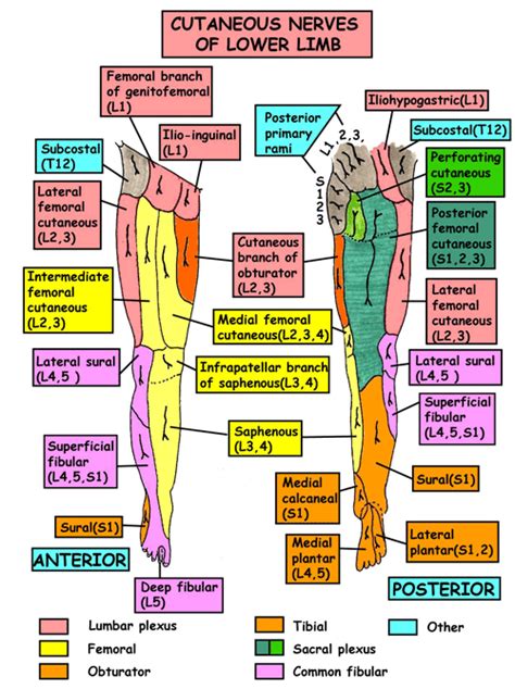 Leg Nerves Cutaneous Supply General Nerve Anatomy Anatomy And