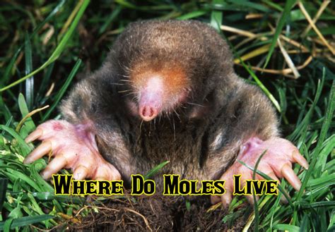 Where Do Moles Live Some Common Living Area