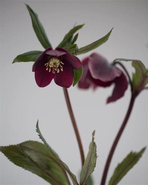 I Dont Know What It Is About Hellebores But This Year For Some Reason