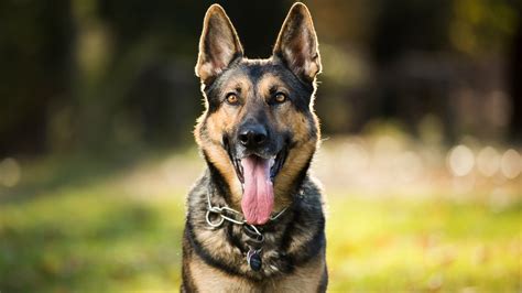 Facts About German Shepherds You Need To Know Before