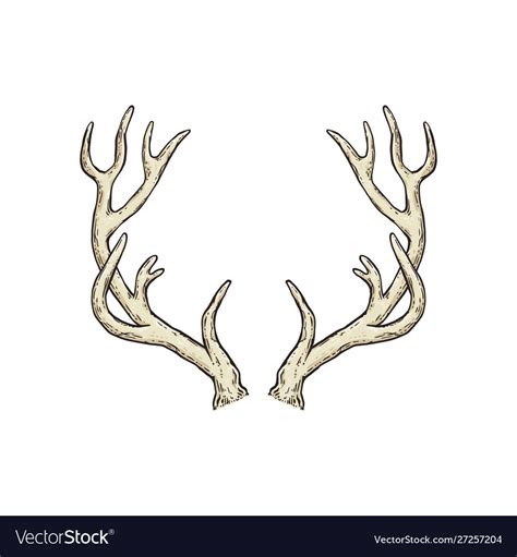 Deer Antlers Drawing