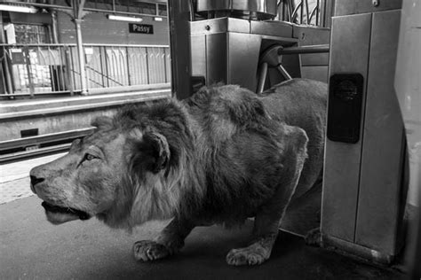 Des Animaux Sauvages Dans Le Métro Parisien