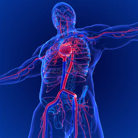 3d Illustration Of Human Circulatory System Anatomy Heart Stock
