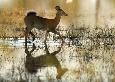 Deer Contraception In Maryland State Wildlife Research News
