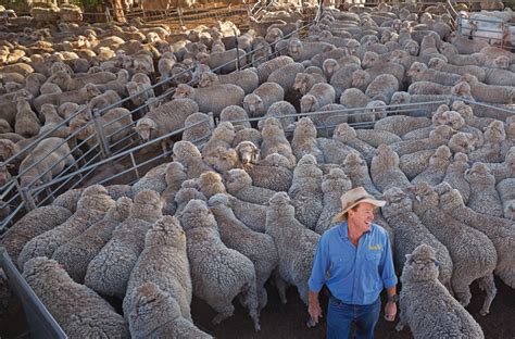 Bucking Tradition Breeds Innovation For Merino Sheep Farmer