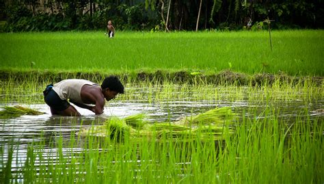 Bangladeshs Rice Farmers Tap Underground ‘reservoirs Asia And Pacific