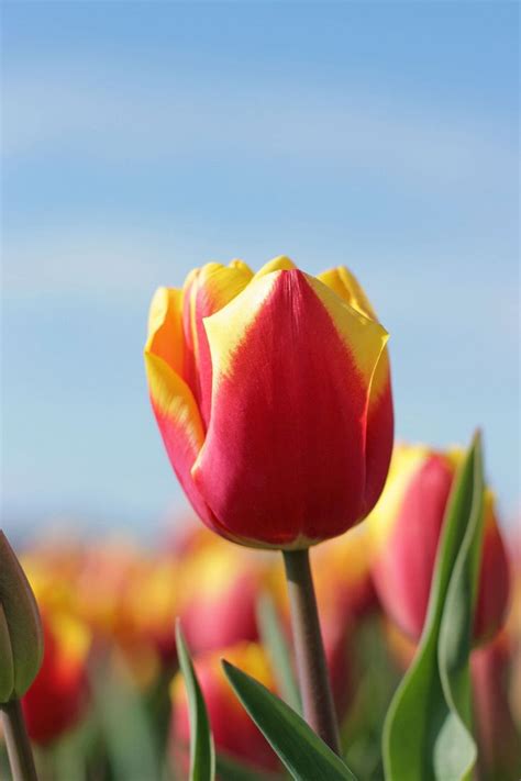 Tulp Denmark Is A Popular Tulip That Is Loved Because Of Its Bright Red