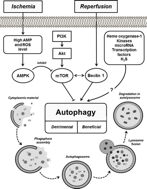 The Process Of Autophagy And Its Role In Ischemicreperfusion Injury Of