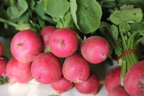 How To Plant Radishes Complete Growing Guides