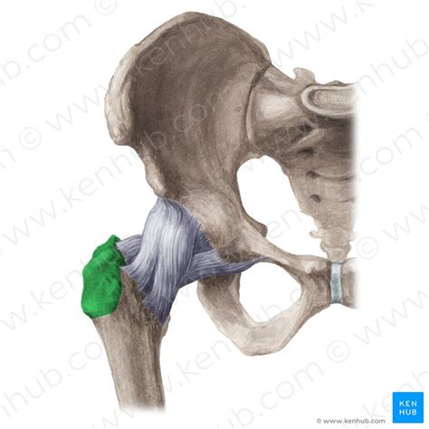 Pelvis Anatomy Bones Joints Ligaments And Foramina Kenhub