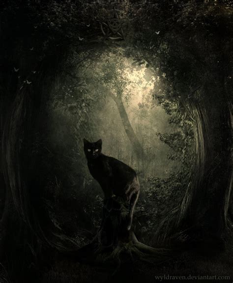 Scary Black Cat In The Dark