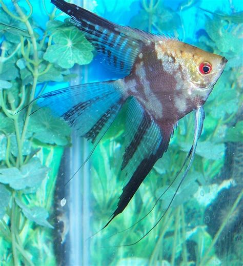 Angel Fish Types Guide To Help Identify Angel Fish Tank Angel Fish