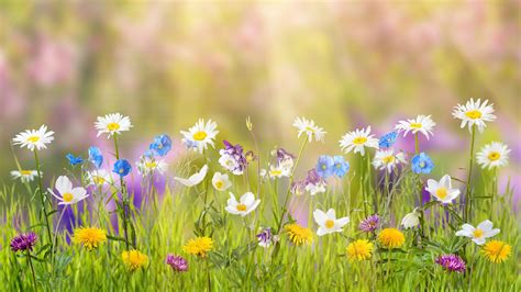 Spring Flowers 4k Hd Wallpapers Wallpaper Cave