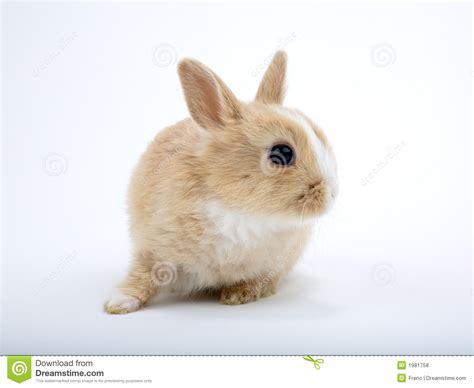 Cute Baby Bunny Lies And Look Right Stock Photo Image Of