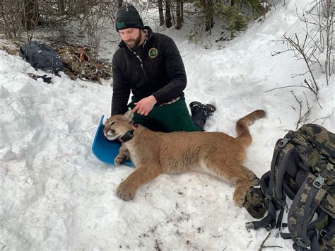 dnr s cougar team verifies 65 sightings in first 13 years