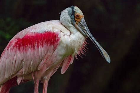 Rose Spoonbill Stock Photos Pictures And Royalty Free Images Istock