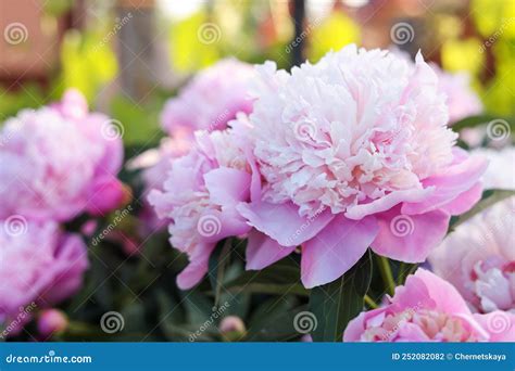 Blooming Peony Plant With Beautiful Pink Flowers Outdoors Closeup