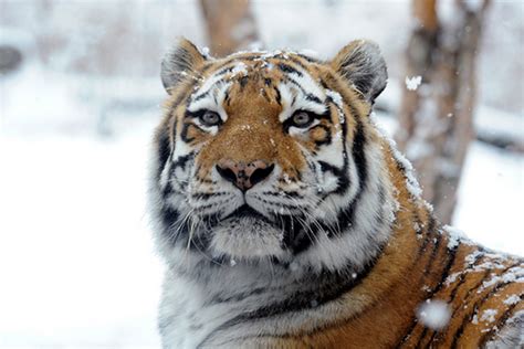 Elusive Siberian Tigers Captured In Spectacular Photos