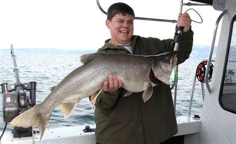 For example, a comprehensive food habits survey of fish species in flathead lake and the lower flathead river in 1981 showed that pygmy whitefish accounted for at least 58% of the dietary biomass. March is a good month for big fish on Flathead Lake ...