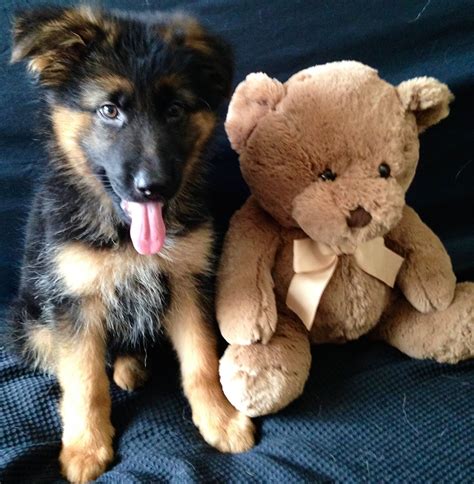 Pin By Anna Simons On German Shepherd Puppypart 4 Baby German