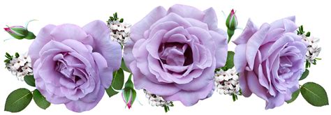 Flores Color De Malva Rosas Foto Gratis En Pixabay Pixabay
