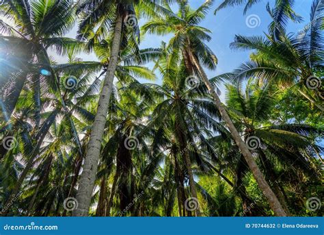 Palm Trees In Tropical Forest Stock Photo Image Of Beautiful Beauty