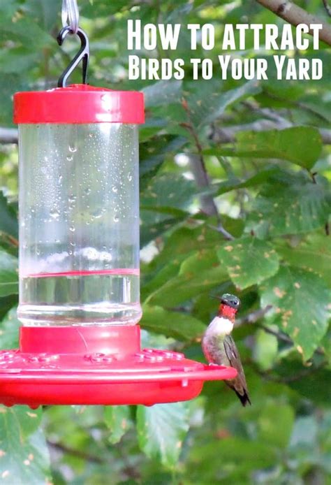 How To Attract Birds To Your Backyard