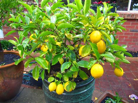 Cómo Hacer Crecer Un árbol De Limón Desde La Semilla En Casa El Club