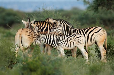 Habitat loss, hunting, competition for food and water with. Plains Zebras In Natural Habitat Stock Image - Image of fauna, equine: 88803243