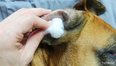 How To Make Home Remedies For Dog Ear Infection Dogs Ears Infection