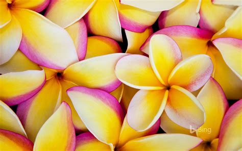 Plumeria Flowers In Hawaii 2016 Bing Desktop Wallpaper Preview