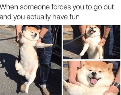 Pure Goodness Collection Of Doggo Memes Funny Dog Memes Cute Funny