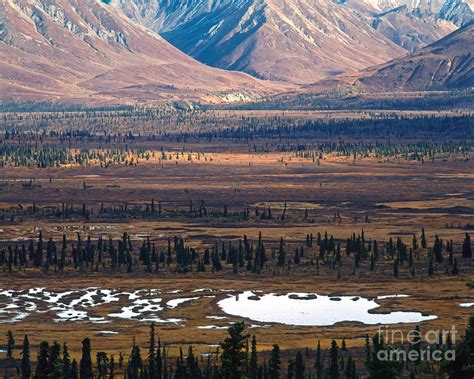 Yukon Tundra Photograph By Tracy Knauer Fine Art America