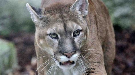 Is Extinction A Path Forward For The Eastern Cougar Meateater