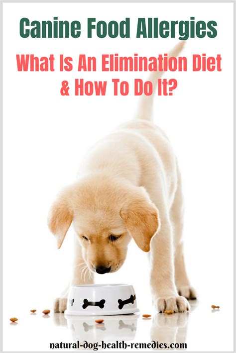 Following your vet's recommendations, you go. Canine Food Allergies | Dog allergies, Canine food, Canine ...